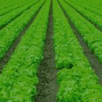 Track & Trace Systems Deadline January 2026